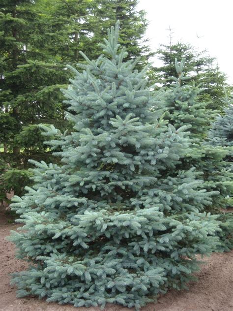 Picea Pungens F Glauca Blue Spruce Colorado Spruce Van Den Berk