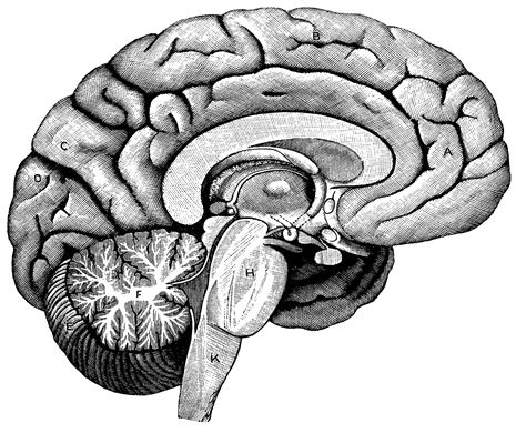 Parts Of Human Brain