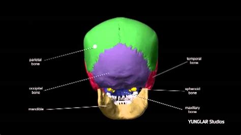 Anatomia Huesos De La Cabeza Hd Youtube