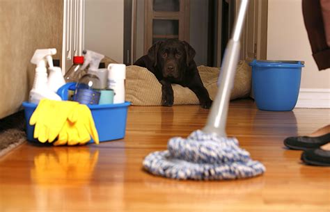 Cleaning Home When You Have Dog Cleaning Hacks House Cleaning