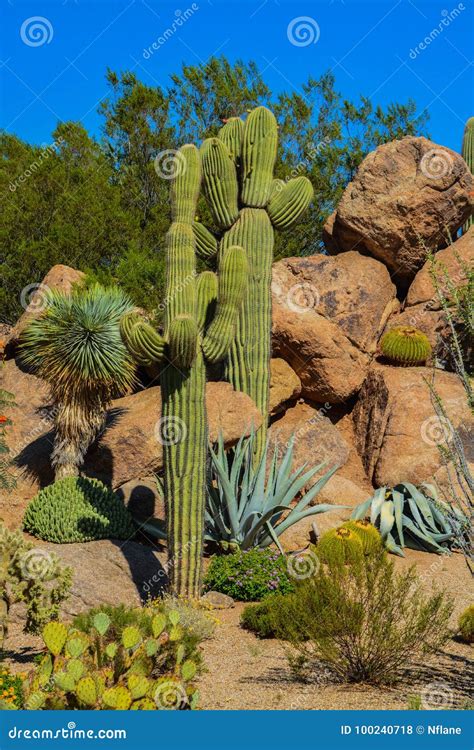 Desert Cactus Landscape In Arizona Stock Photo Image Of Ecosystem