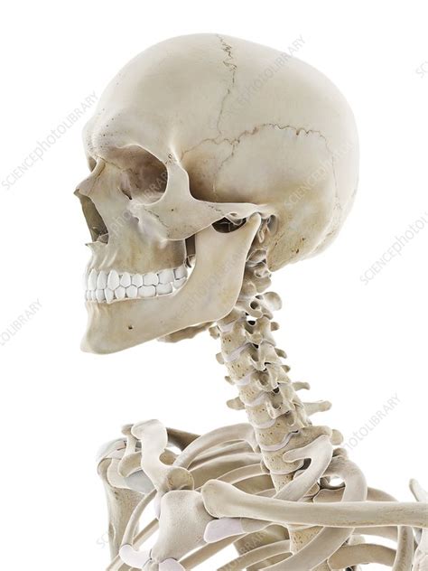 Skeletal Head Illustration Stock Image F0297091 Science Photo