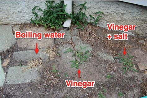 Garden Apartments Tamu How To Get Rid Of Weeds And Grass In Garden