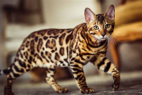 20 Of The Most Expensive Cat Breeds Pet Friendly House