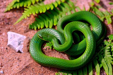 Smooth Green Snake Herpetological Resource And Management Llc