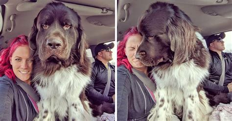 People Are Posting Photos Of Their Newfoundlands To Show The World How Ginormous They Really Are