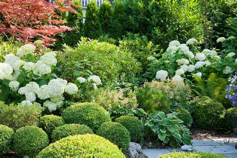 Amazing Companion Plants For Japanese Maples That Will Tavalinejanely