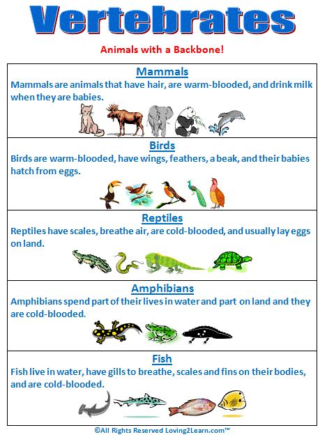 Animal Classification Chart Vertebrates Vertebrates Egg - Bank2home.com