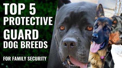 Top 5 Protective Guard Dog Breeds Which You Can Own Best Protection