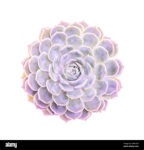 Purple Succulent Plant In The Desert Collection Stock Photo Alamy