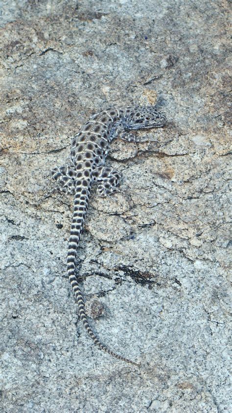 Looking for Lizards - Desert Road Trippin'