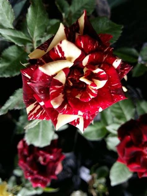 35 Bunga Mawar Batik