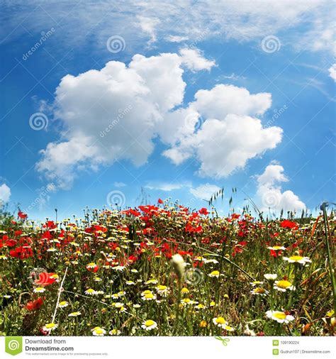 Flower Meadow With Sky And Clouds Stock Photo Image Of Close Green