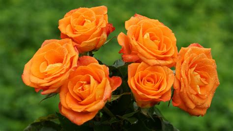 Orange Rose Images Hd Free Download 1280x960 Wallpapers Hd
