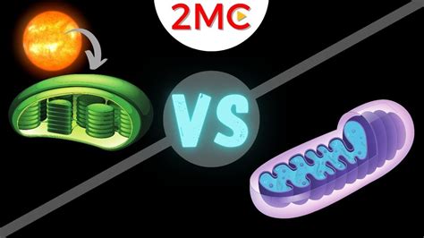 Mitochondria Vs Chloroplast 3 Major Differences And 2 Similarities