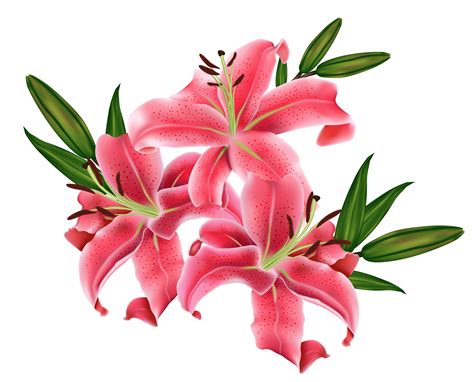 Lilium Png Clip Art Library