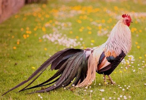 Top 10 Most Beautiful Chicken Breeds In The World Pepnewz
