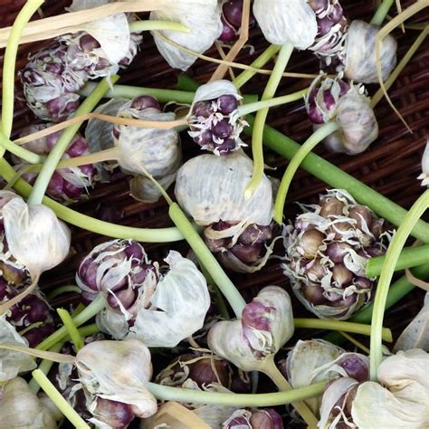 Garlic From Bulbils Inspired By Jack Tending My Garden