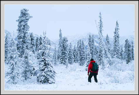Snowshoeing Winter Activities Boreal Forest Wrangell St Elias Alaska