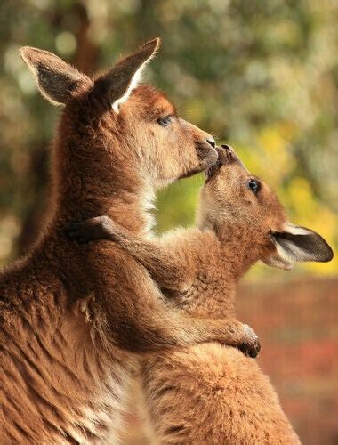 The Impressive Maternal Instinct Of The Kangaroo My Animals
