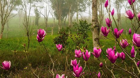 Pink Forest Flower Wallpapers Top Free Pink Forest Flower Backgrounds