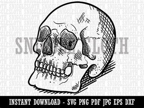 Realistic Human Skull Clipart Instant Digital Download Svg Eps Png Pdf