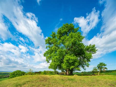 Old Linden Trees Under Blue Sky With Stormy Clouds In Spring Stock