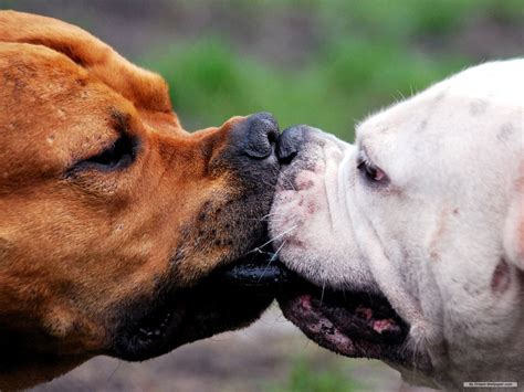 Doggy Kisses Cães Perigosos Animais Engraçados Animais Bonitos