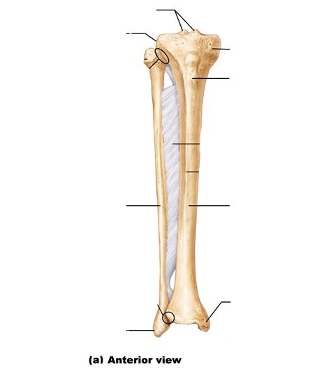 Tibia And Fibula Anatomy Diagram Quizlet