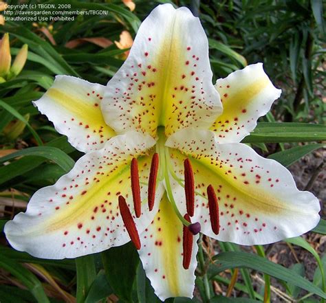Plantfiles Pictures Species Lilium Golden Rayed Lily Of Japan