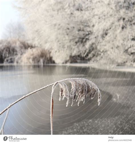 Reed Grass With Hoarfrost In Front Of Frozen Lake And Hoarfrost Covered