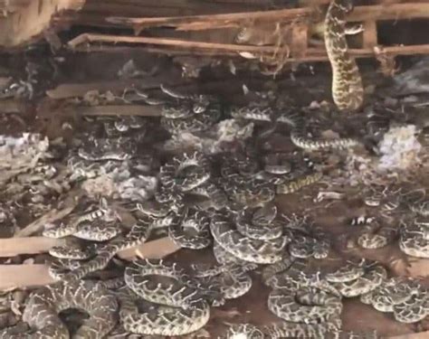 Encuentra Un Nido De 50 Serpientes De Cascabel Debajo De Su Cobertizo