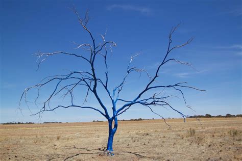Blue Tree Project Tackles Mental Health And Suicide In Regional