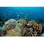 Underwater Adventure In Apo Reef Negros Oriental  TriptheIslandscom