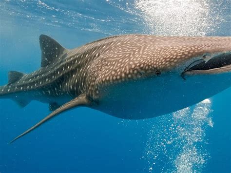 Whale Shark Species Wwf