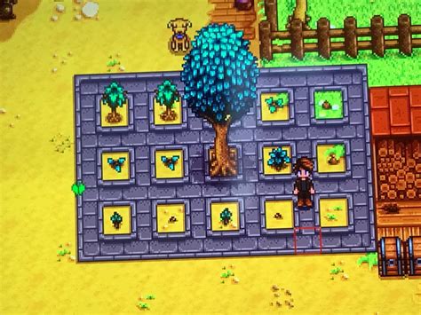 Tried making a spot for tappers, are all of these trees able to grow