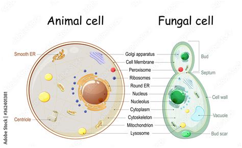Animal Cell And Fungal Yeast Cell Structure Stock Vector Adobe Stock