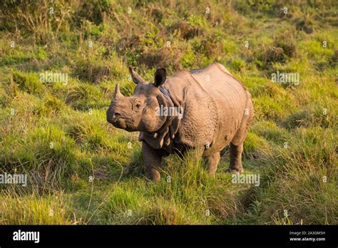 Nepal Chitwan National Park Greater One Horned Rhino Rhinoceros