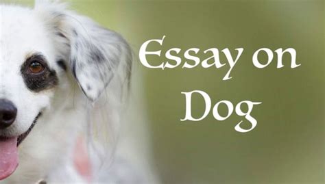 Essay On Dog In English Languge For Students In 300 Words