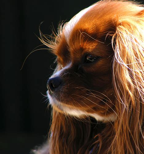 I read up a bit, and it says that's just their way of declaring ownership with scent glands and such. Should you trim your dog's whiskers? | Humans for Dogs