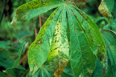 Cassava Bacterial Blight 173