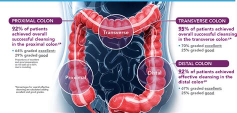 Ascending And Descending Colon