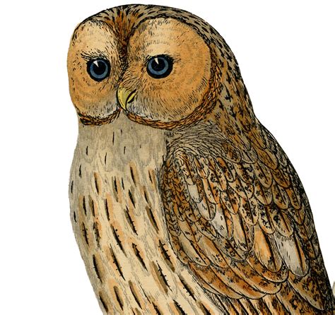 8 Best Images Of Free Vintage Printable Owls Free Vintage Printables