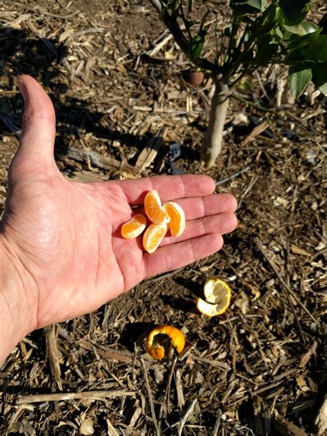 Small Pixie Mandarin Fruit Greg Alders Yard Posts Food Gardening In