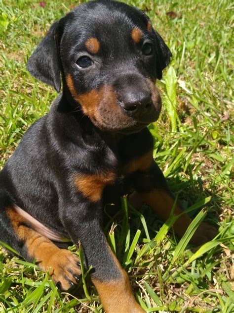 Doberman pinscher puppies for sale. Puppies For Sale in Morganton, NC (16) | Petzlover