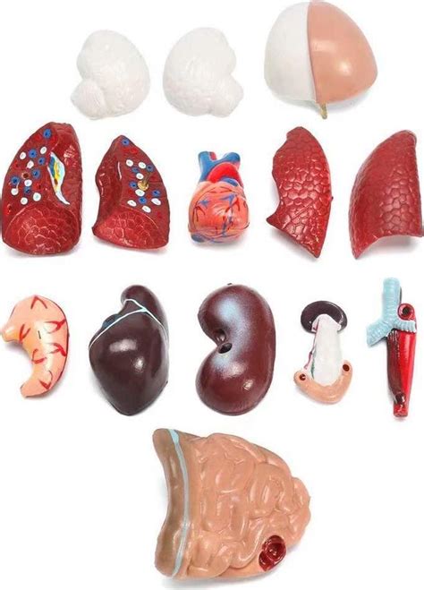 28cm Mini Human Torso Model Detachable Organs And Body Parts Anatomy M