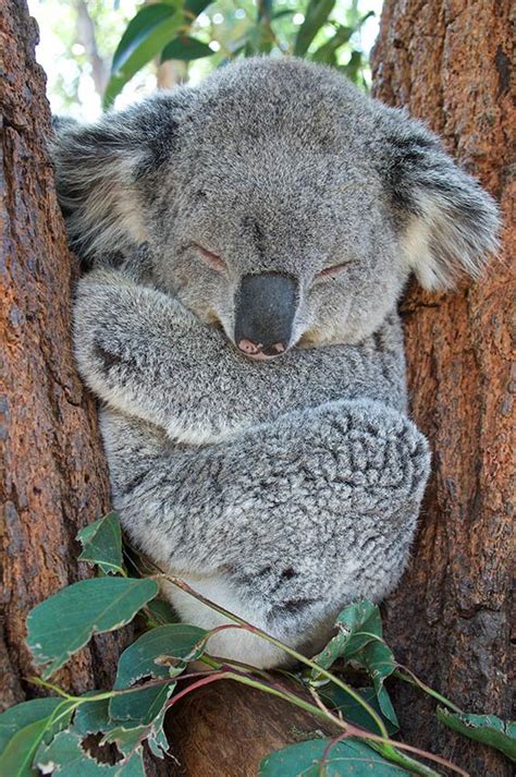 Physical Characteristics Of The Koala Australian Koala Foundation