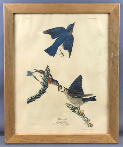 Vintage Framed Audubon Blue Bird Engraving