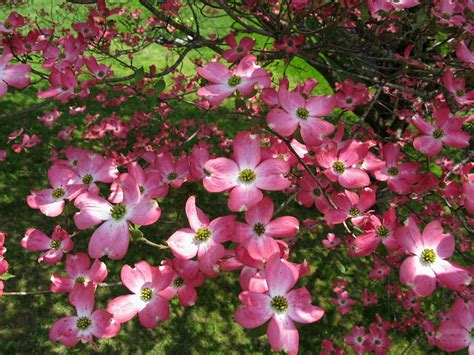 This is one of my original designs and works great as a hostess gift, teacher gift, small party favor, wedding favor, or stocking stuffer for the gardener on your list. Ohio's Dogwood Trees | Dengarden