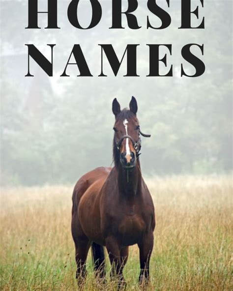 15 Astronomy Names For Horses Pethelpful By Fellow Animal Lovers